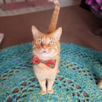 Noah and xmas bow tie