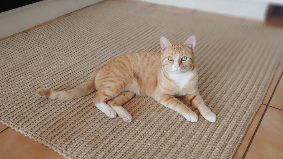 Thando on the rug